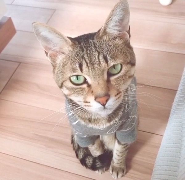 甘えた声で鳴くMugiちゃん