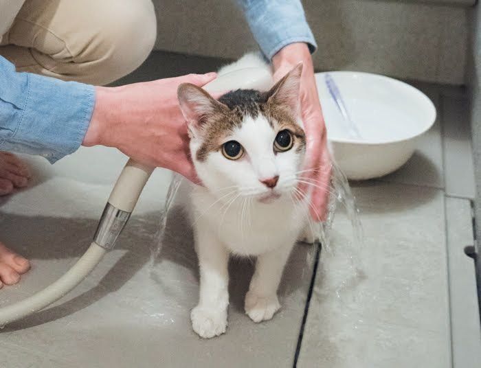 シャンプー中の猫