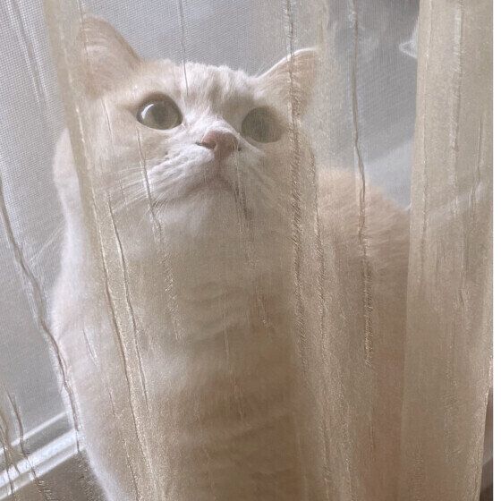 マンチカンのむぎちゃん