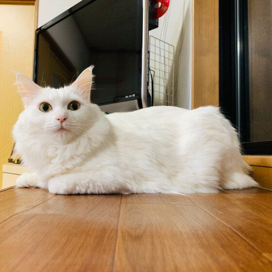 見つめるメインクーン