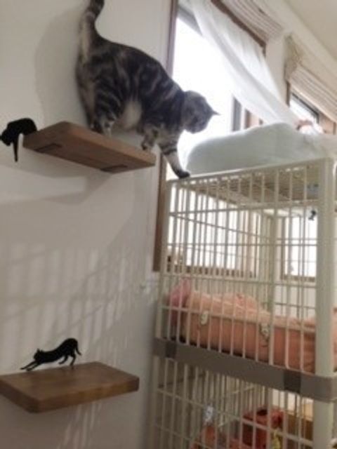 猫のために工夫された手作り猫グッズ 愛デア 満載な作品はプロ顔負けの腕前 ねこのきもちweb Magazine 猫のために工夫された手作り猫グッズ 愛デア 満載な作品はプロ顔負けの腕前 ねこのきもちweb Magazine