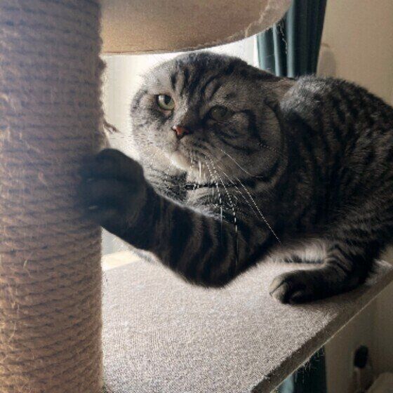 爪を研ぐスコティッシュホールドマメくん