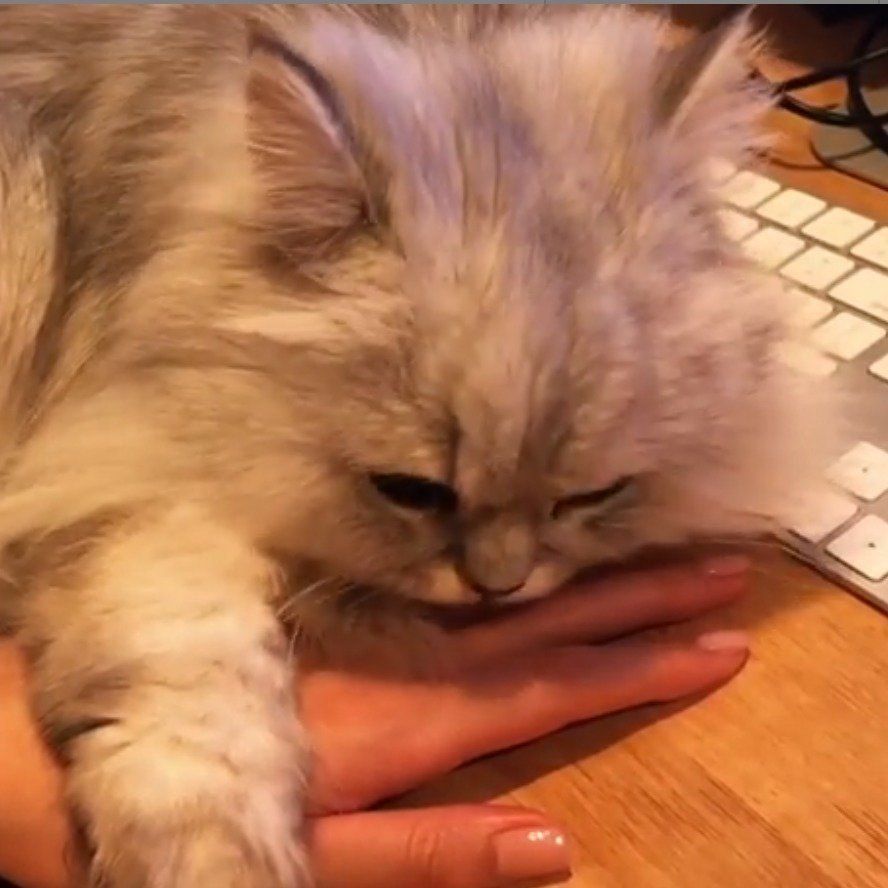 グルーミング中のペルシャ