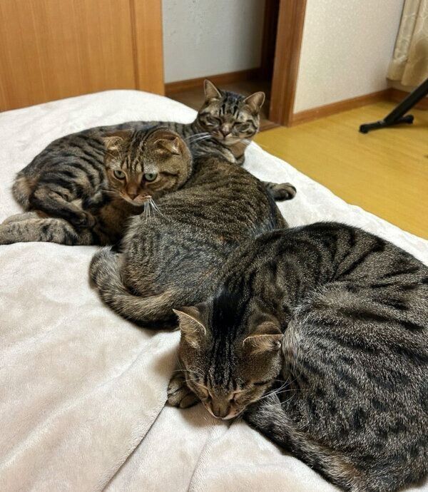 布団の上でまったりする猫たち