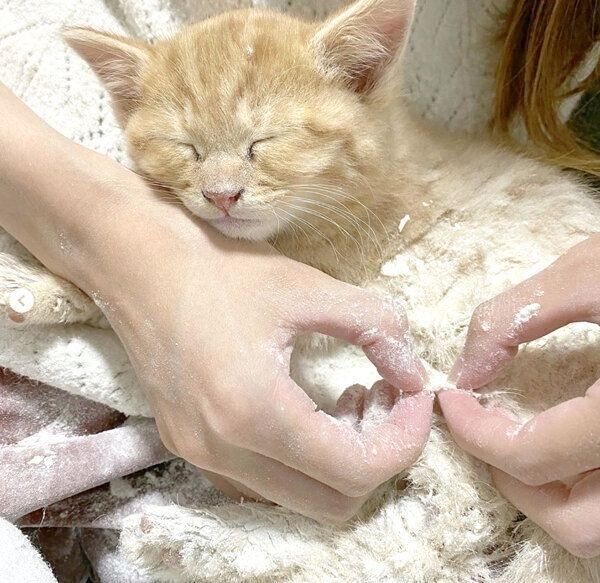 小麦粉で毛の汚れをとってもらうみゃおちゃん