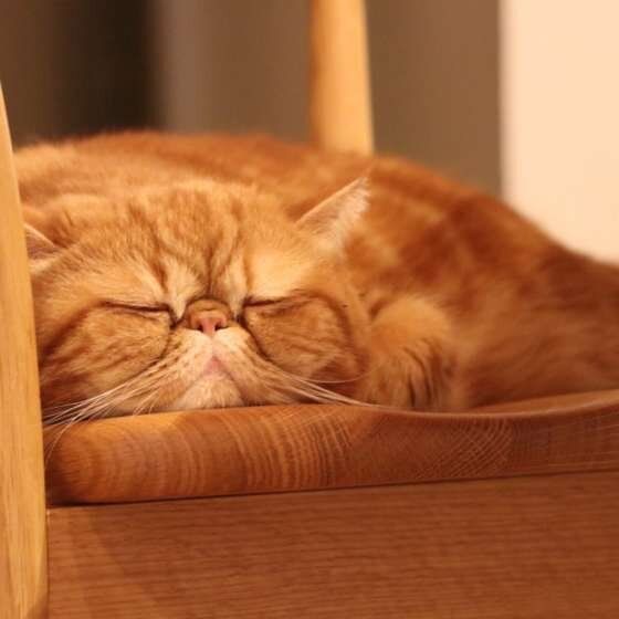 お休み中の寅吉ちゃん