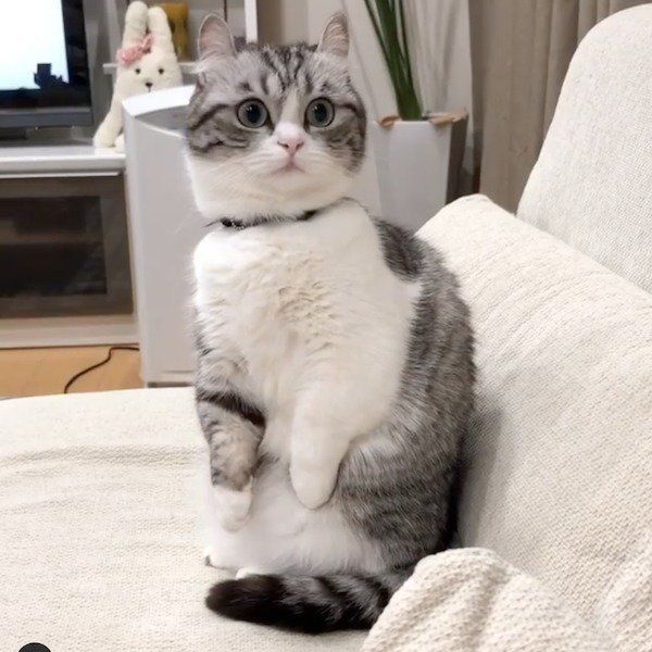 マンチカンのこまるちゃん