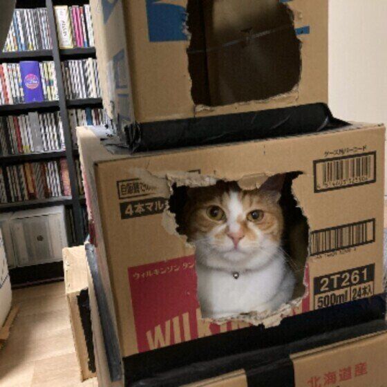 MIXのぷぅちゃんと段ボールタワー