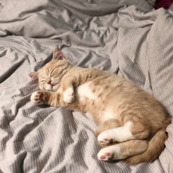 ベッドにねころぶエキゾチック