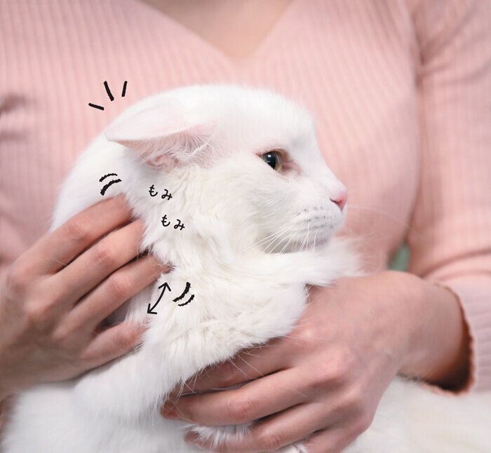 猫の首の後ろをマッサージ