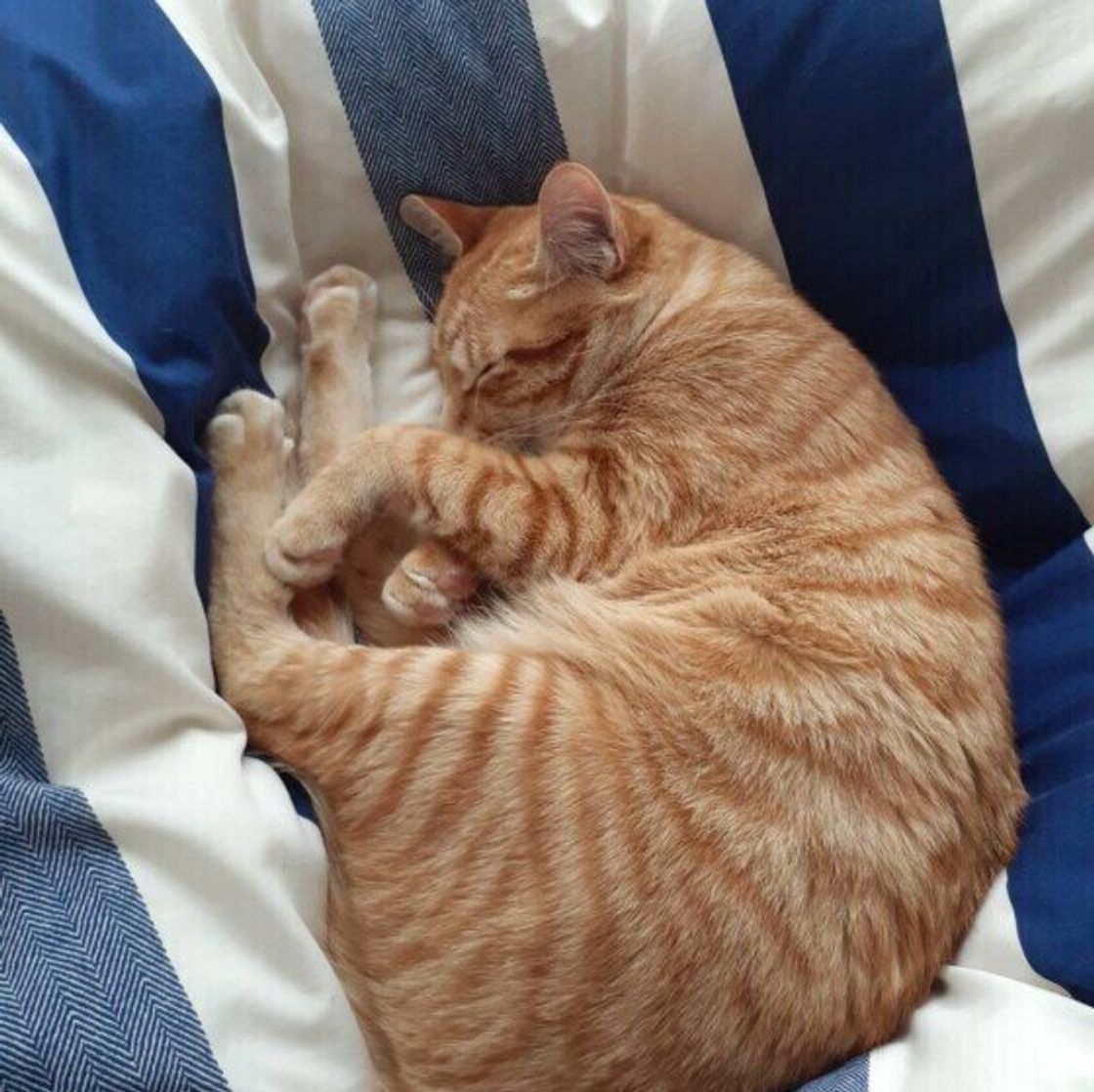 猫のためのベッドがあっても 猫が飼い主の枕を寝床にしたり 飼い主の布団に入りたがる健気な理由 ねこのきもちweb Magazine 猫のためのベッドがあっても 猫が飼い主の枕を寝床にしたり 飼い主の布団に入りたがる健気な理由 ねこのきもちweb Magazine