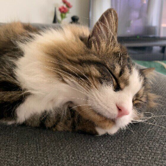 キジトラのにゃん²くん