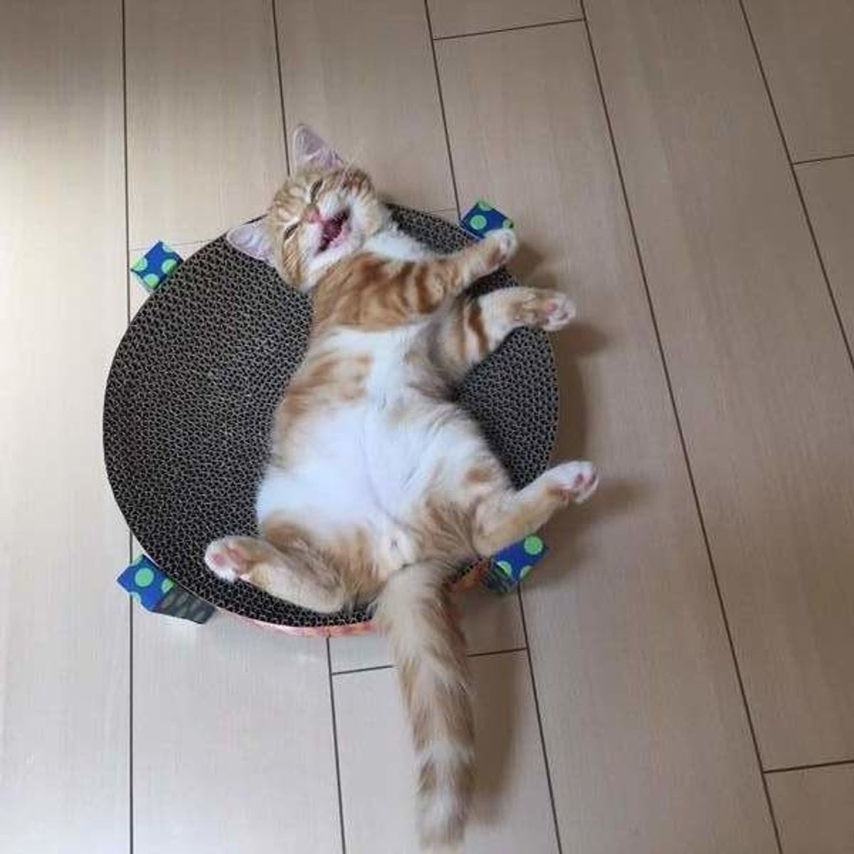 猫の消化器病 症状と対策 食事療法 ねこのきもちweb Magazine 猫の消化器病 症状と対策 食事療法 ねこのきもちweb Magazine