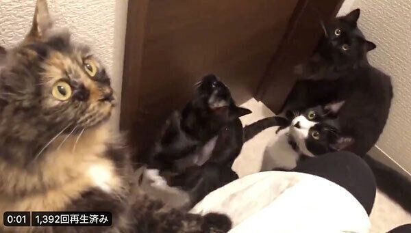 トイレで密になる猫たち