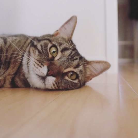 フローリングに寝そべる猫