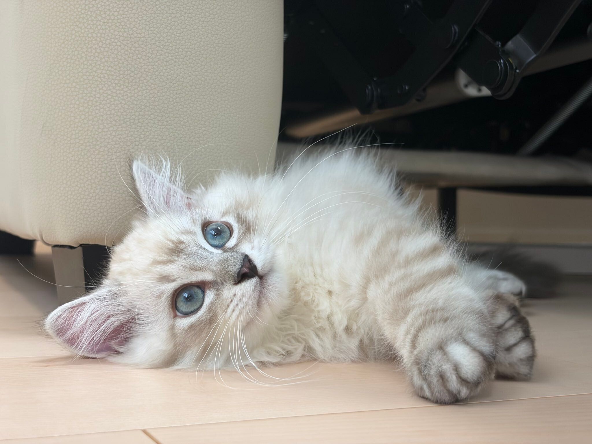 まったりするかるびくん