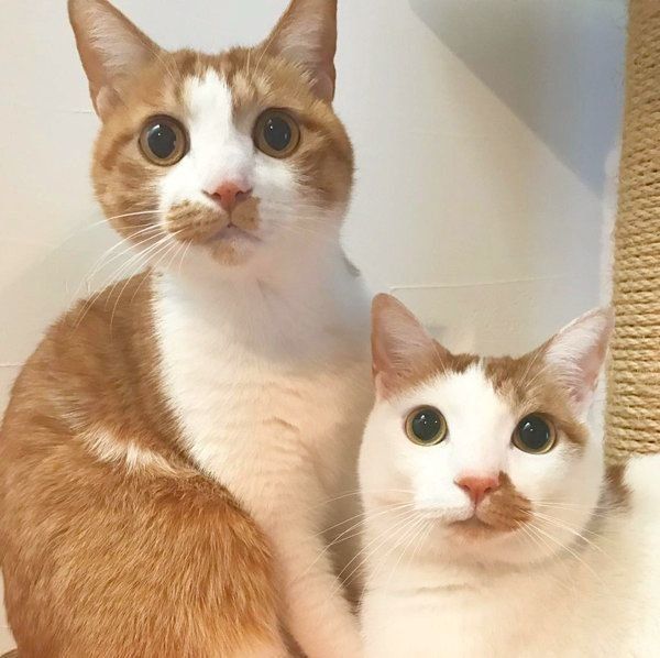 猫のいちごちゃんとタルトちゃん