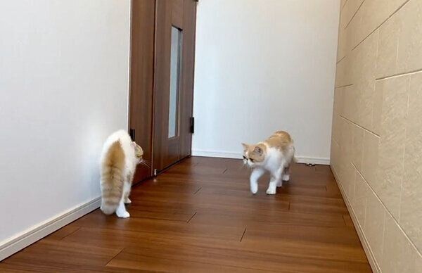 シャンプーしたきなこちゃんを見て威嚇するこんぶちゃん