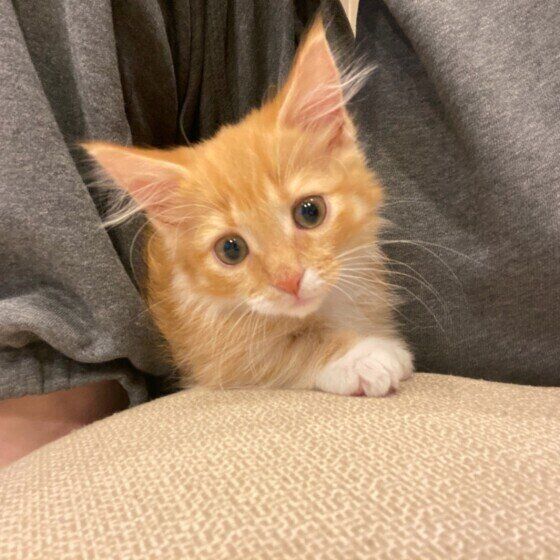 見つめるマンチカン