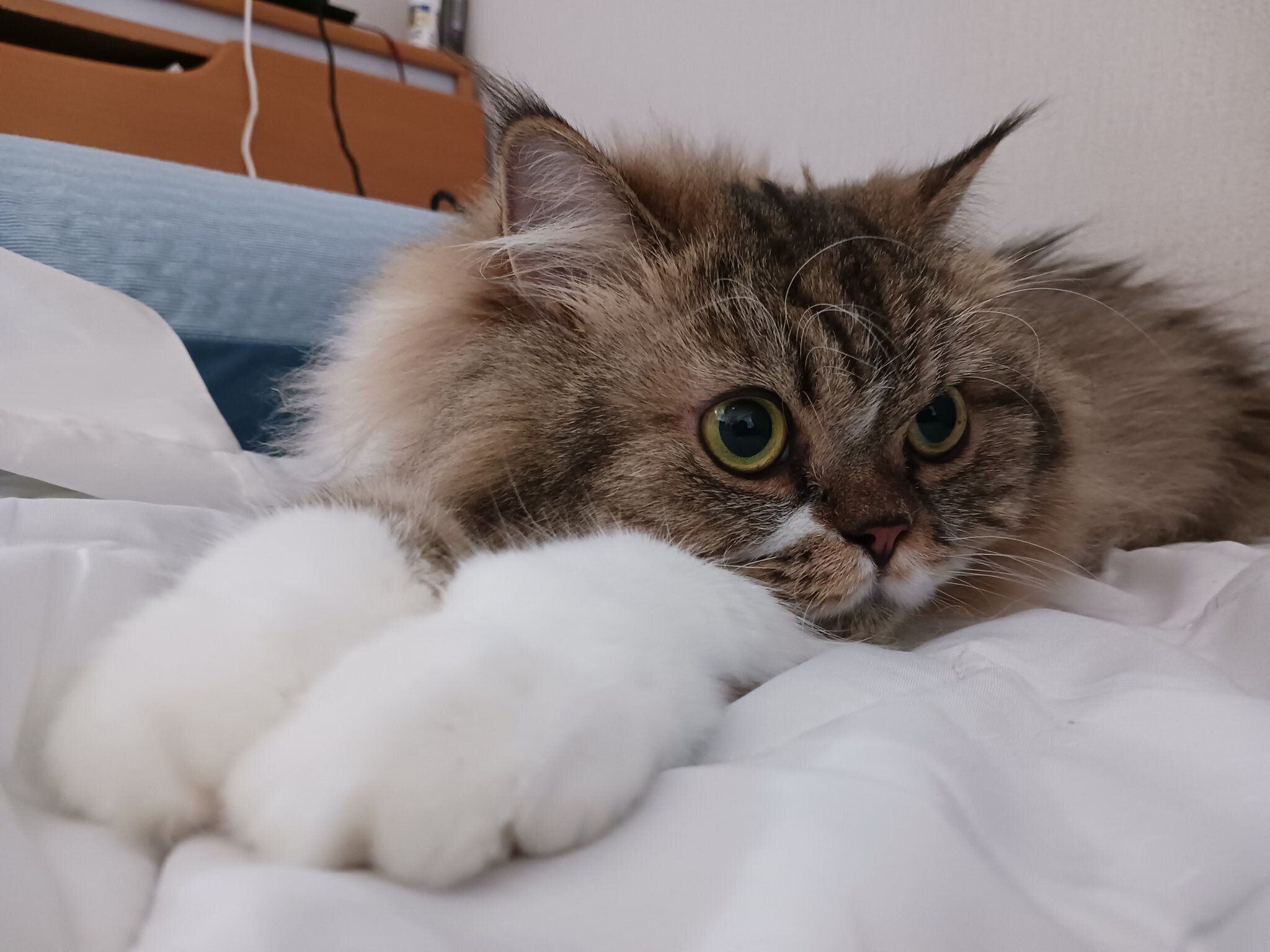 まったりするランちゃん。