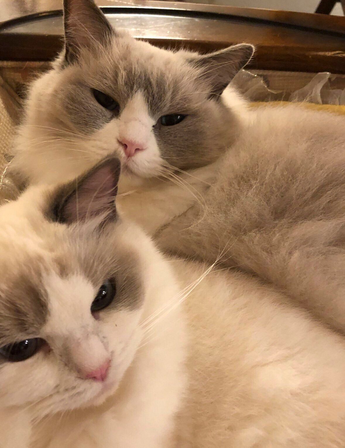 お姉ちゃん猫のティアラちゃんとテネルちゃん