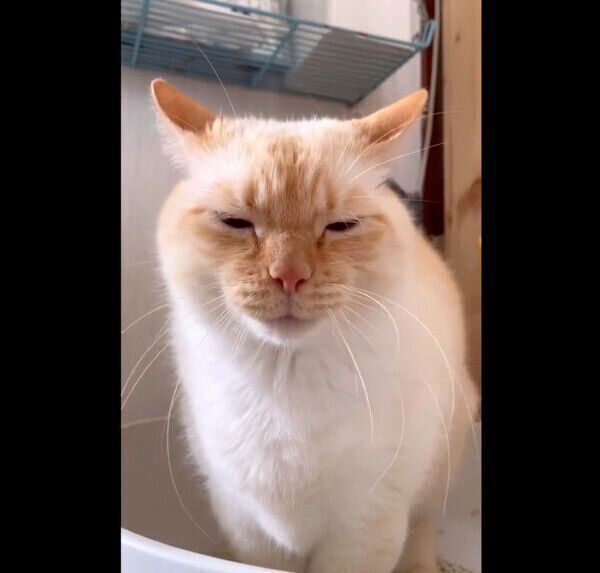 うんちをするのときに口をすぼめる、てとくん