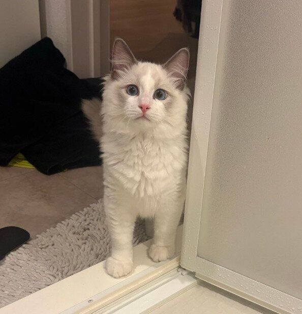お風呂に入る飼い主さんをのぞくバロンくん