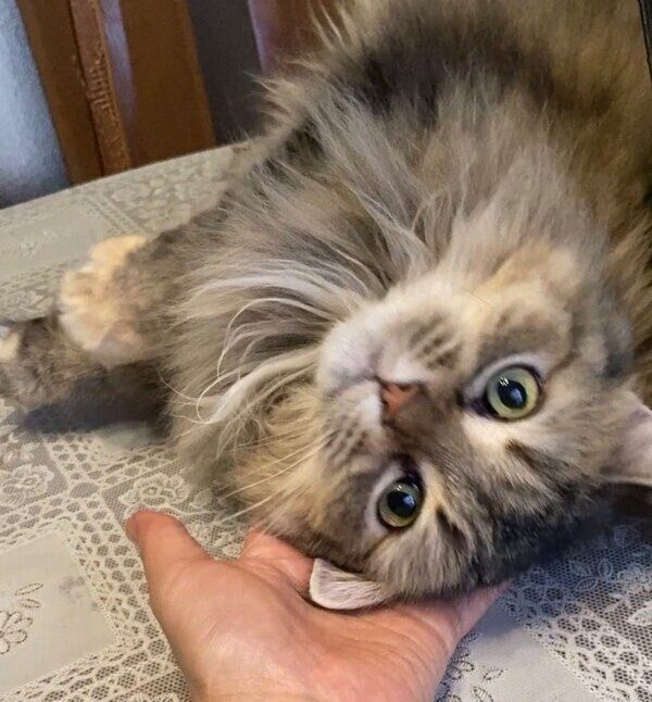 見つめるチャチャちゃん