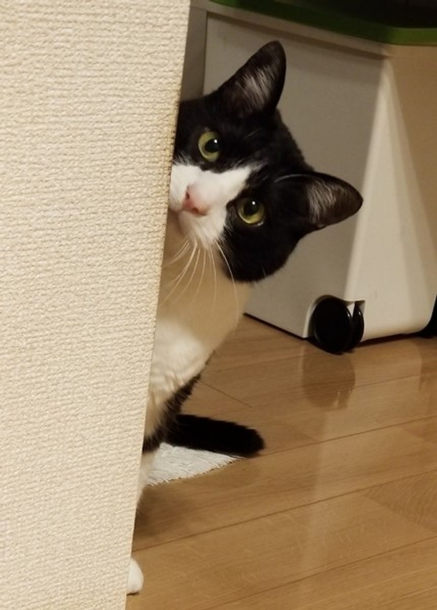 見逃さないで 猫が甘える理由とサインって 時間帯別に解説 ねこのきもちweb Magazine 見逃さないで 猫が甘える理由とサインって 時間帯別に解説 ねこのきもちweb Magazine