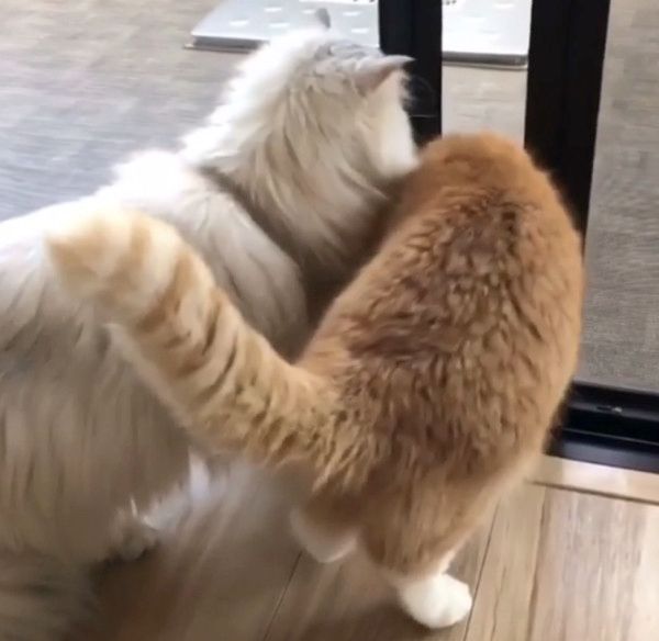 ドアにお尻が引っかかっちゃう猫