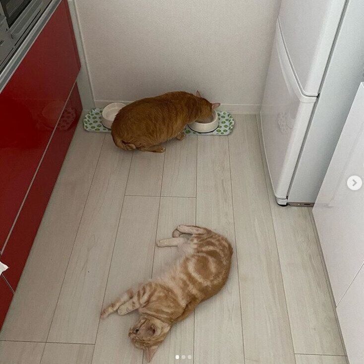 キッチンに落ちてるもあちゃん