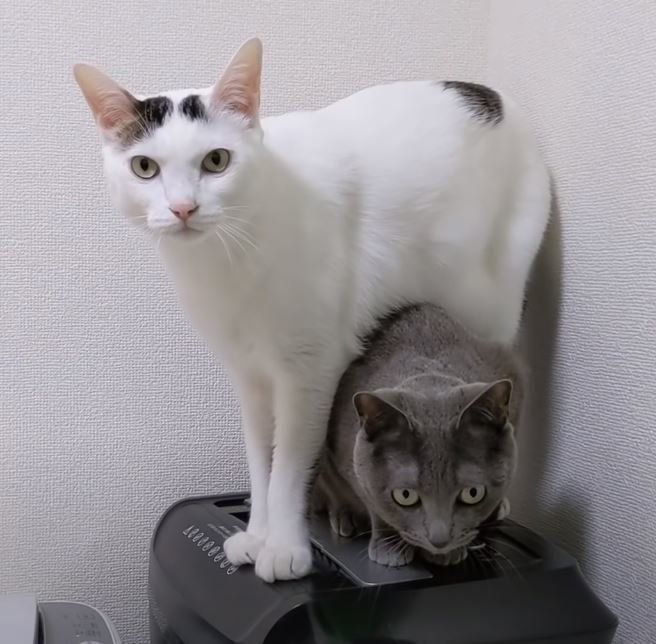 ハムちゃん　チロちゃん