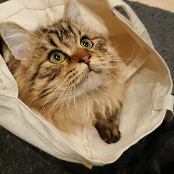 袋の中に入る猫