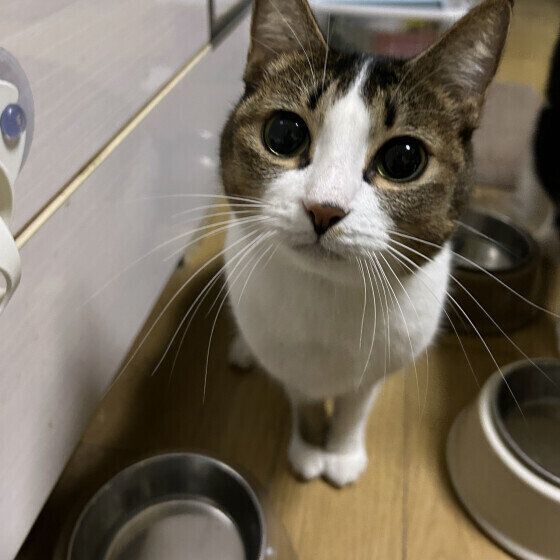 ごはんを待つ猫