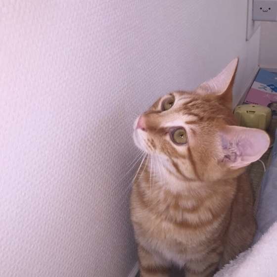 壁を見つめる茶トラのぽむくん