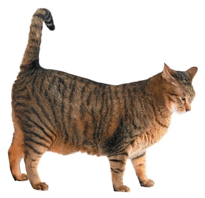 猫のルーズスキン