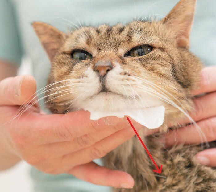 あご下をお手入れされる猫