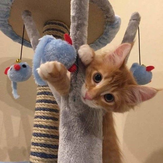 ネズミのおもちゃで遊ぶメインクーン