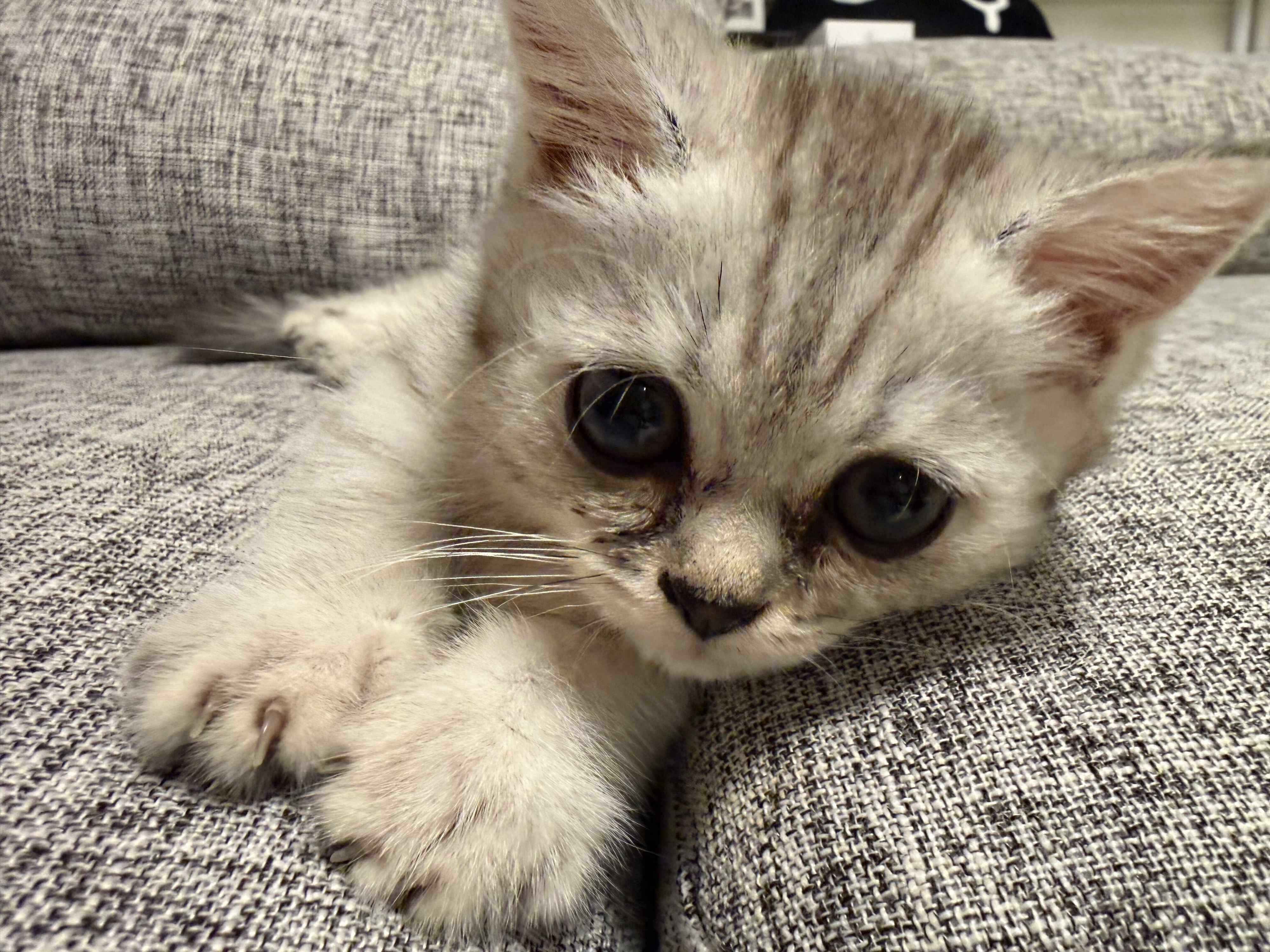 ソファでまったりするしらすおろしくん