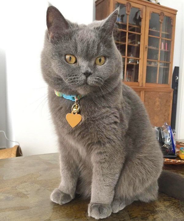 元保護猫・ブリティッシュショートヘアのルナ子ちゃん