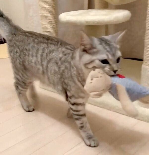 クマのぬいぐるみを運ぶ銀ちゃん