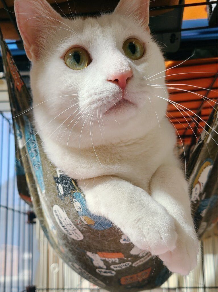 毛並みが綺麗な丹波くん