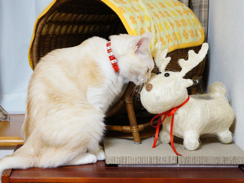 トナカイに鼻チュウするもーちゃん