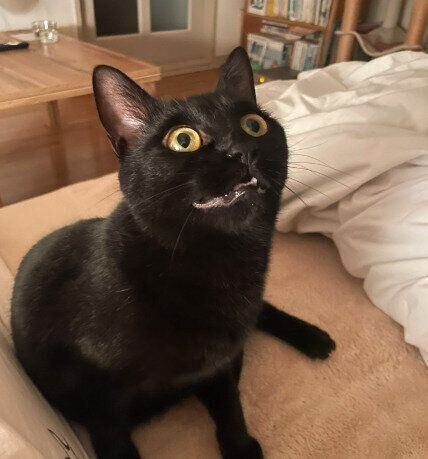 びっくり顔のグーちゃん