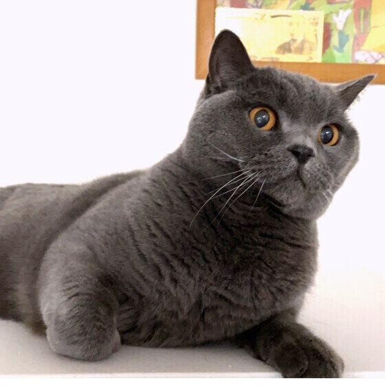 ブリティッシュショートヘアのマリウスくん