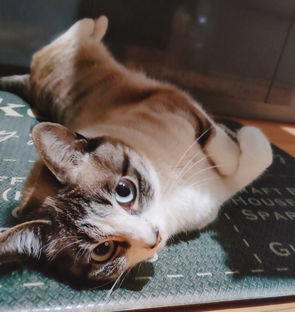 飼い主さんを見つめるすいちゃん。