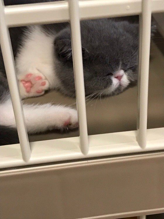 ケージなど、猫が安心できる場所を確保してから大掃除を