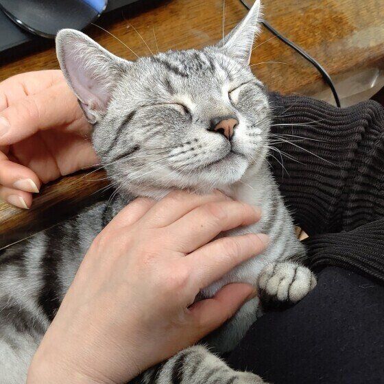 アメリカンショートヘアのルイくん