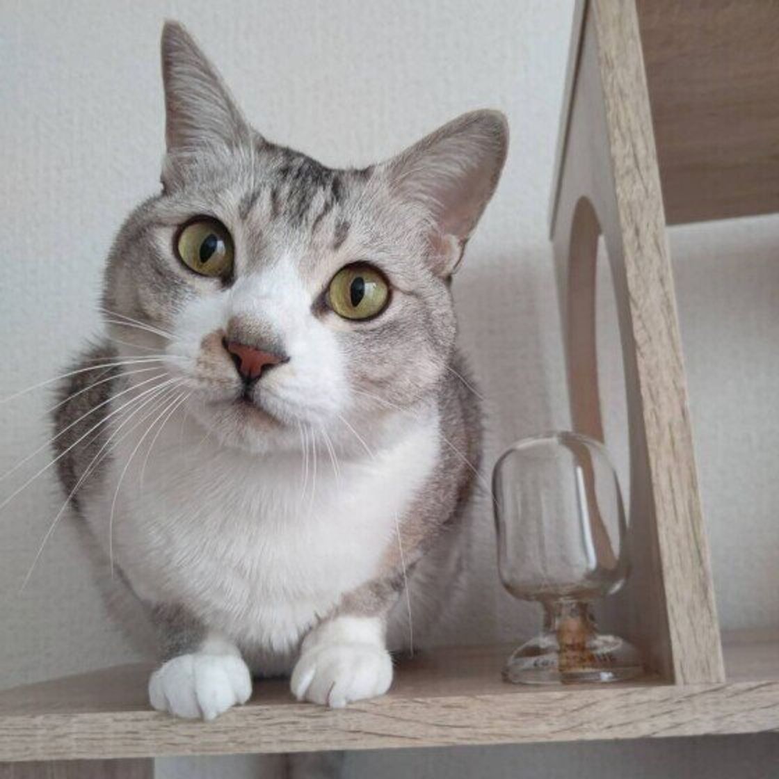 猫が 抱っこ嫌い になってしまう原因は 抱っこのコツを獣医師が解説 ねこのきもちweb Magazine 猫が 抱っこ嫌い になってしまう原因は 抱っこのコツを獣医師が解説 ねこのきもちweb Magazine