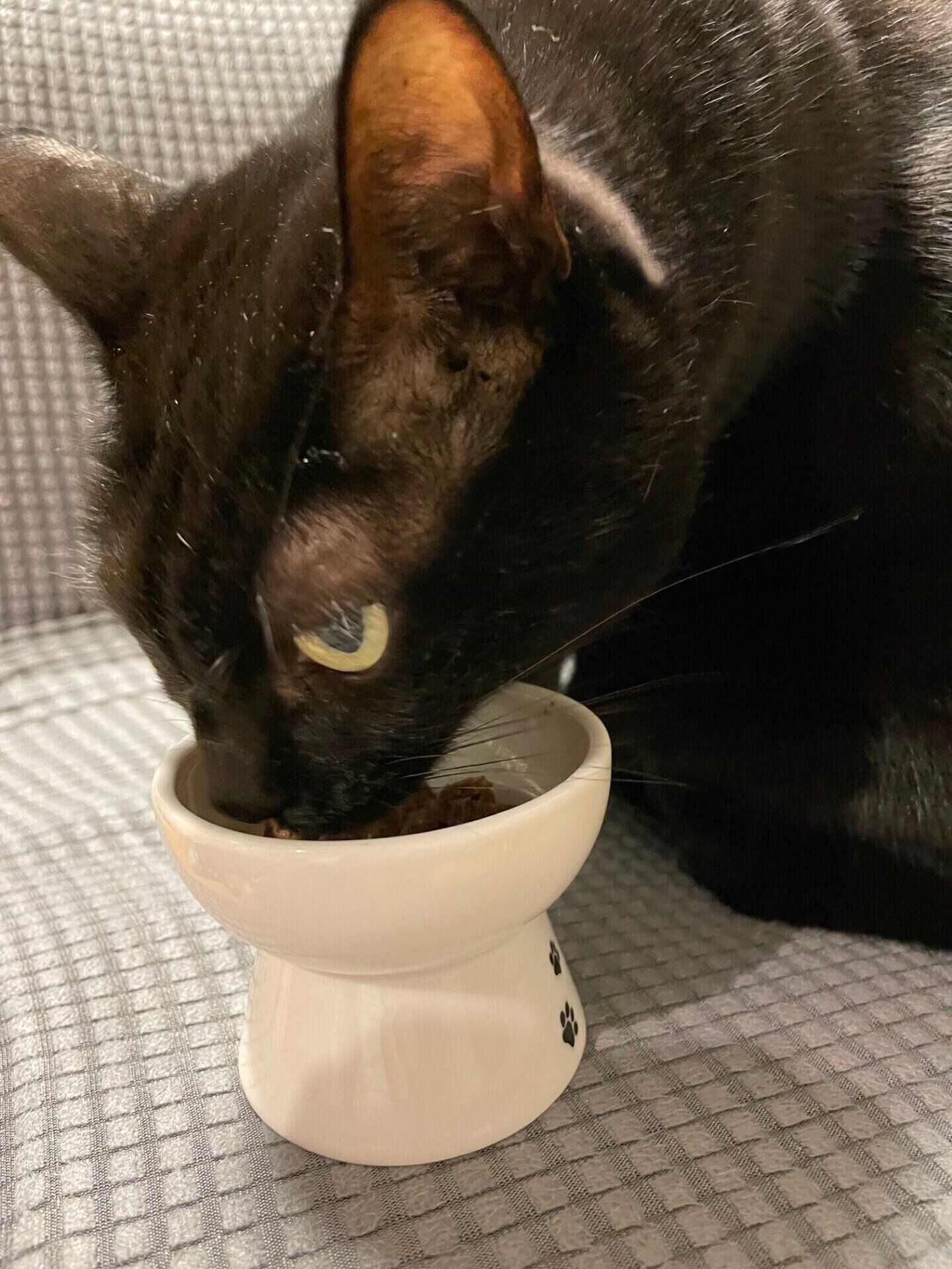 猫壱食器で食べるクロエ